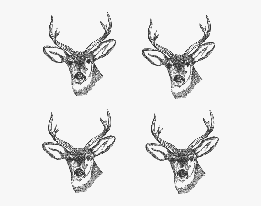 Deer Head Drawing