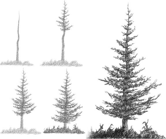 Fir Tree Drawing Image