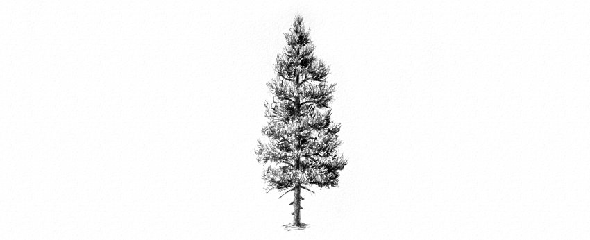 Fir Tree Drawing Pic