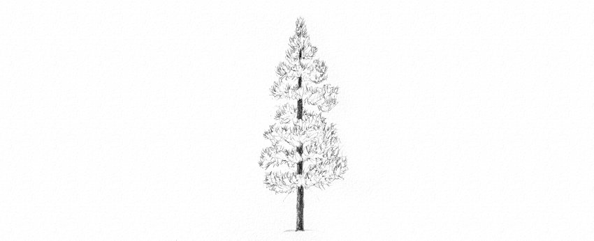 Fir Tree Drawing Sketch