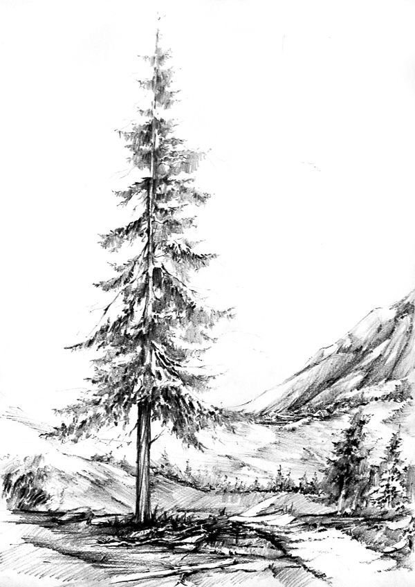 Realistic pencil drawing of the Fairytale Tree on Behance