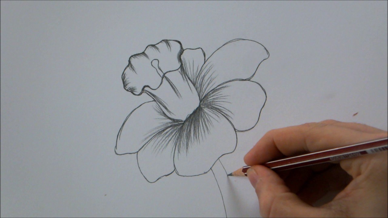 Flower Sketch Drawing Amazing