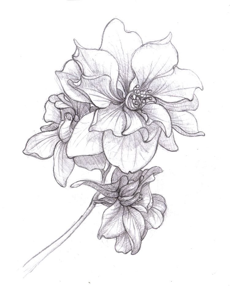 Flower Sketch Drawing Beautiful Image
