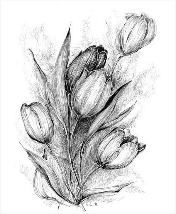 Flower Sketch Drawing High-Quality