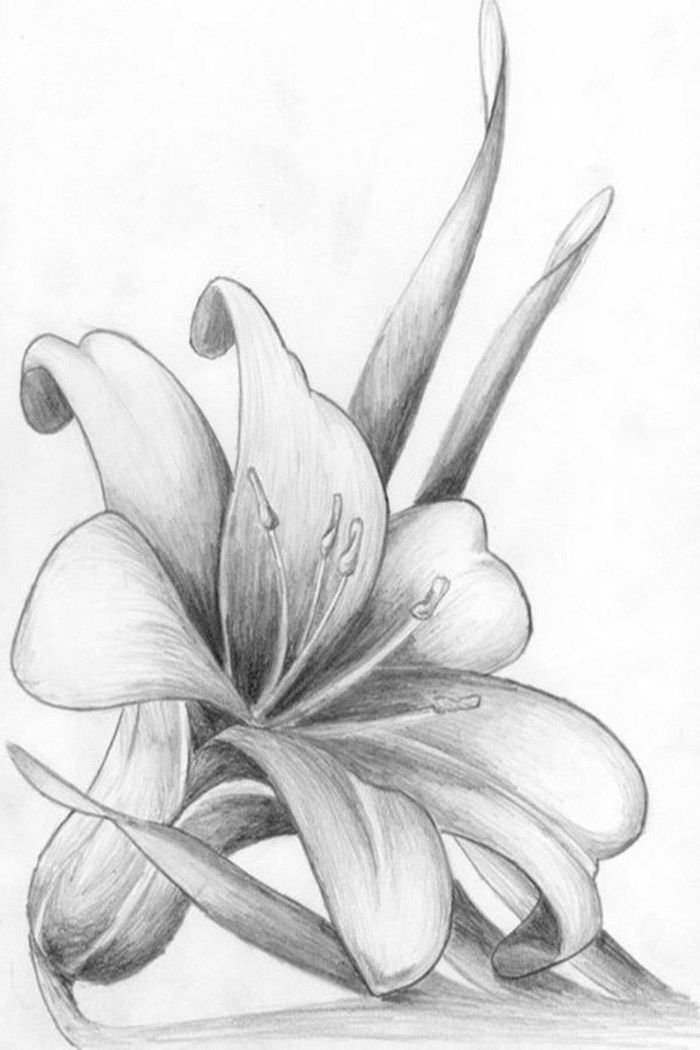 Flower Sketch Drawing Image