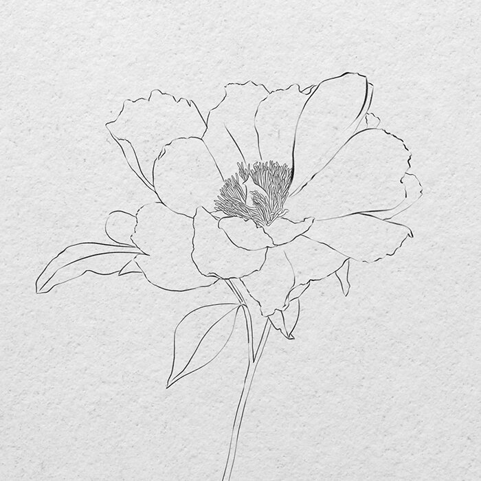 Flower Sketch Drawing Pic