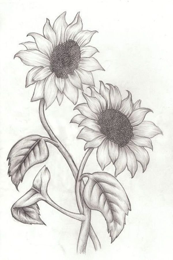 Flower Sketch Drawing Pics
