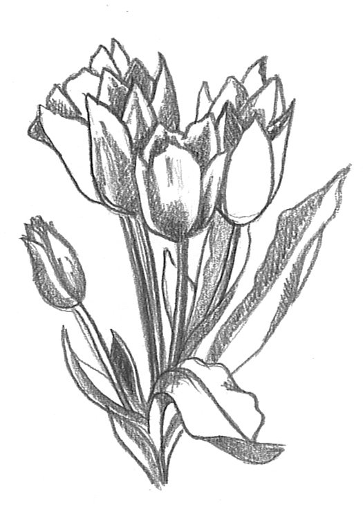 Flower Sketch Drawing Picture
