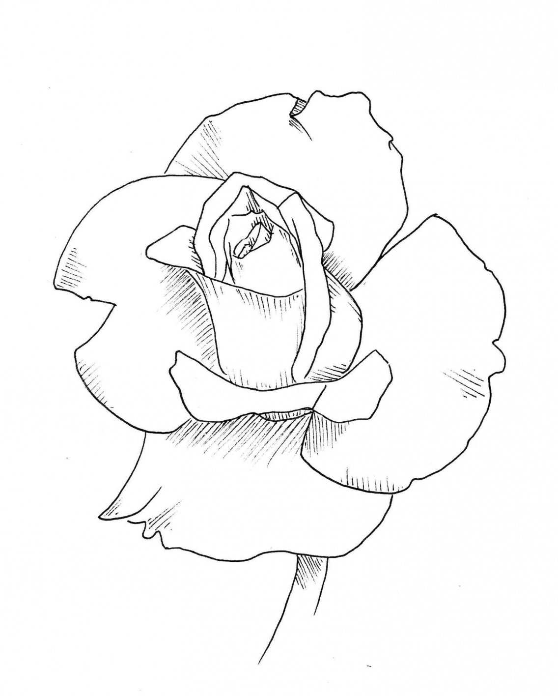 Flower Sketch Drawing Pictures