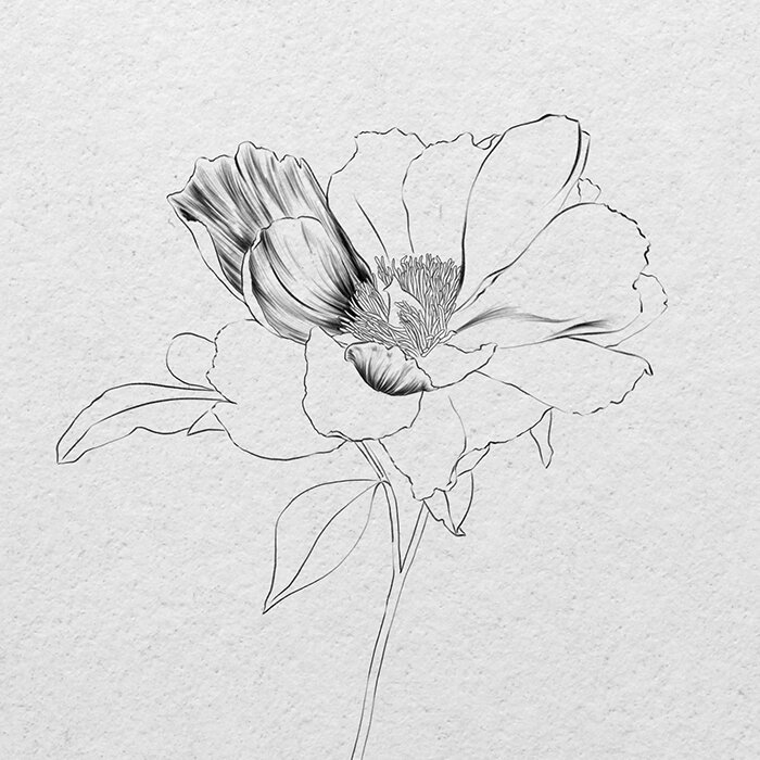 Flower Sketch Drawing Sketch