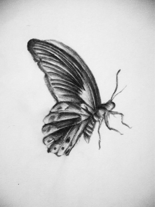 Flying Butterfly Drawing Art