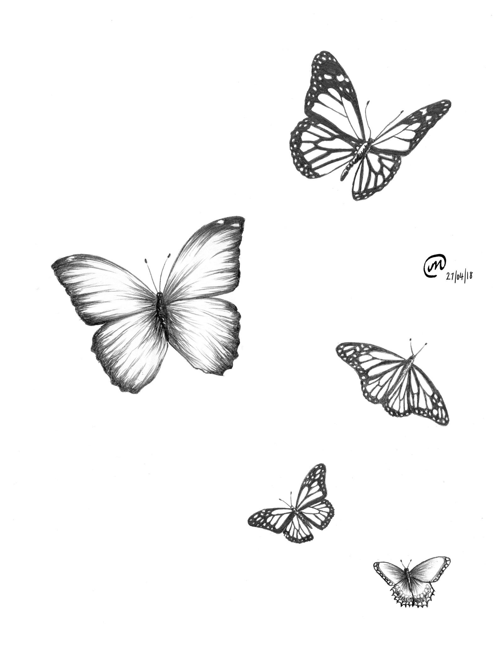 Flying Butterfly Drawing Pic