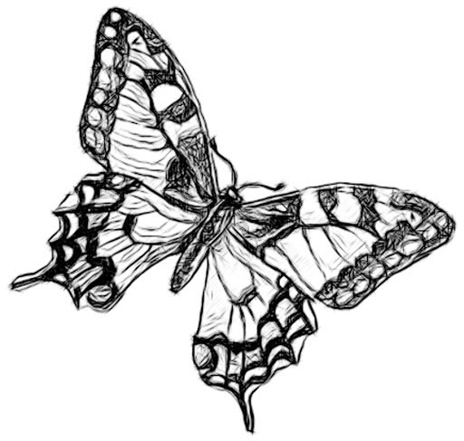 Flying Butterfly Drawing Realistic