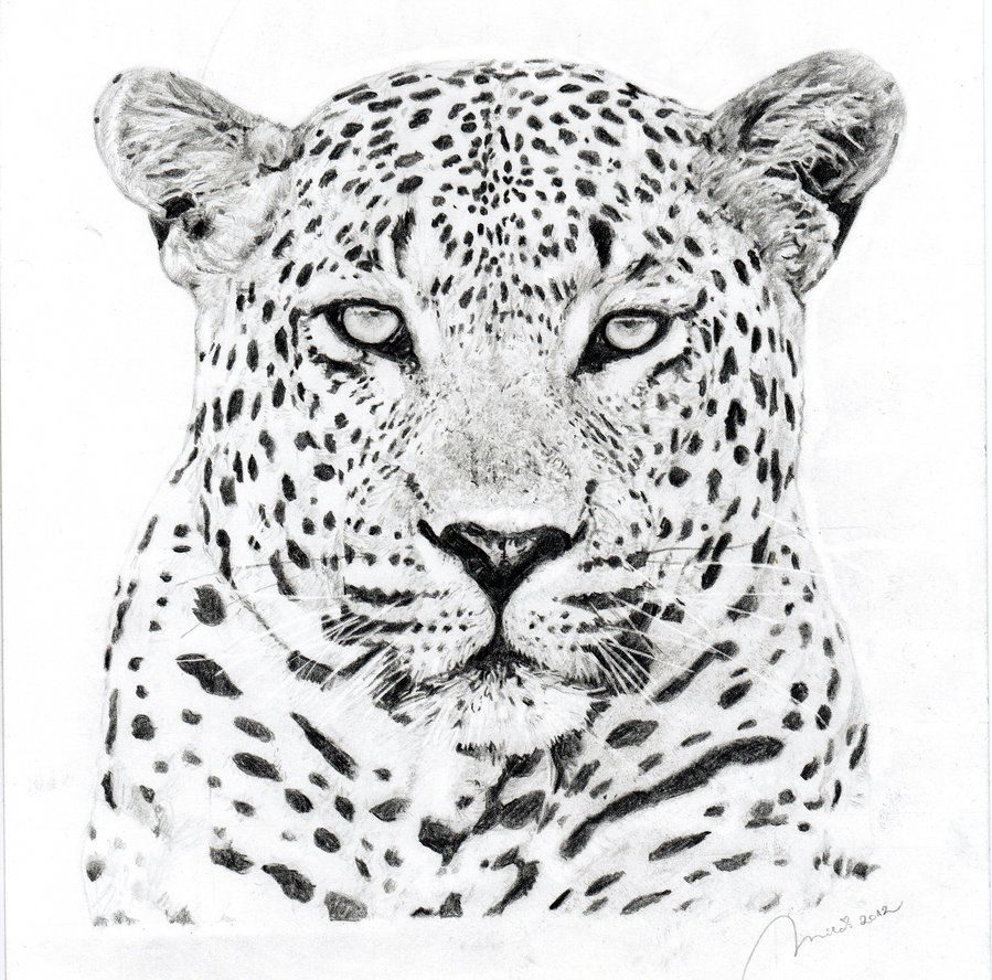 Leopard Head Drawing Art