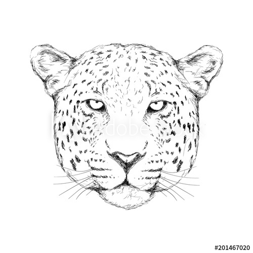 Leopard Head Drawing Image