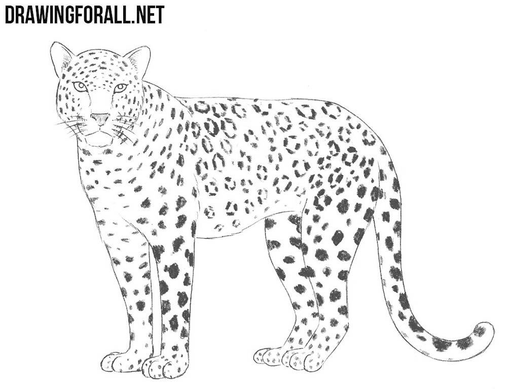 Leopard Head Drawing Photo