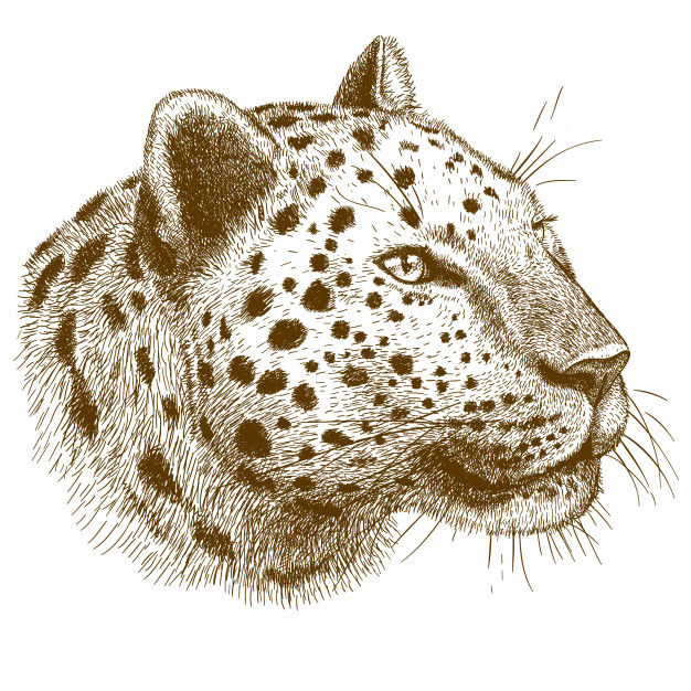 Leopard Head Drawing Pic