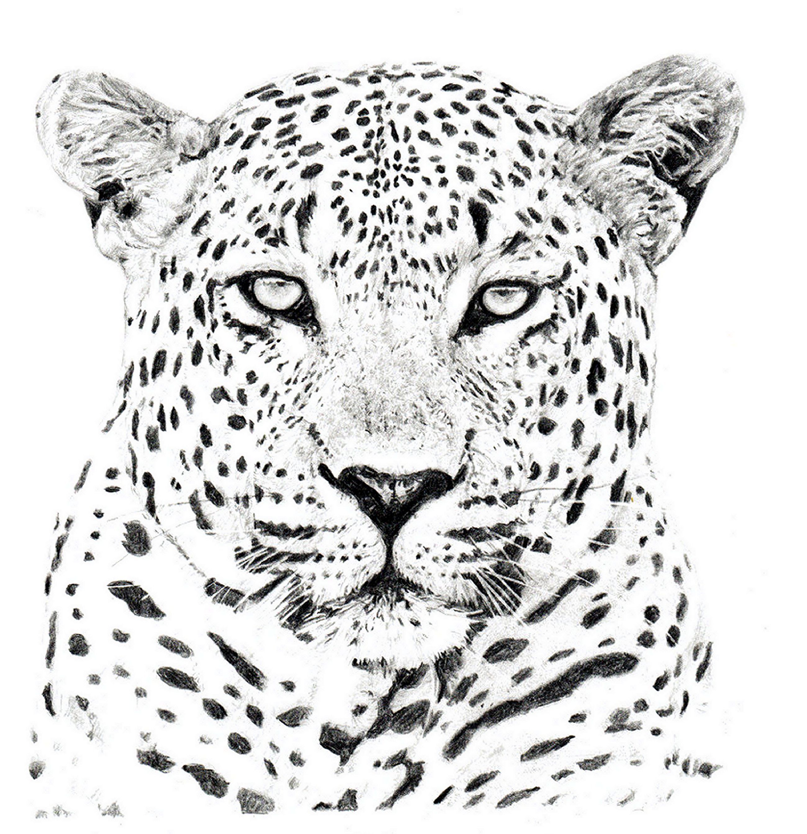 Leopard Head Drawing Pics