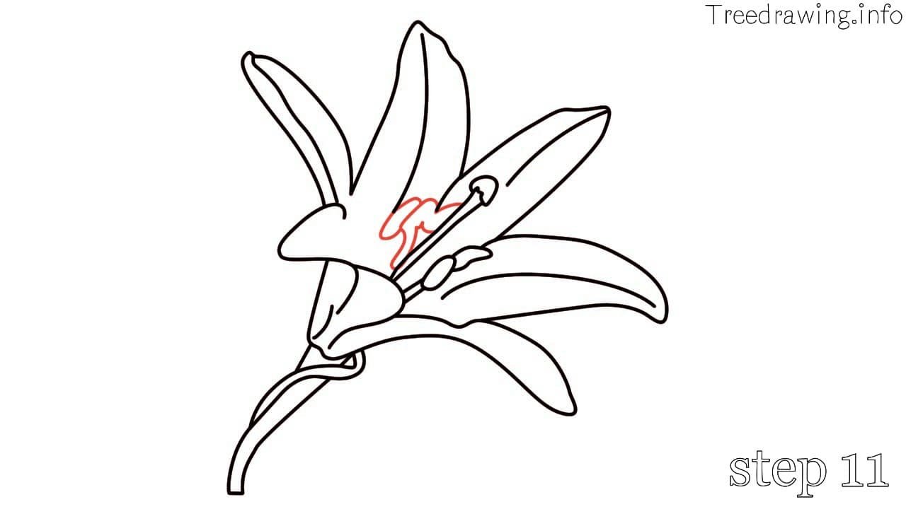 Lily Flower Art Drawing