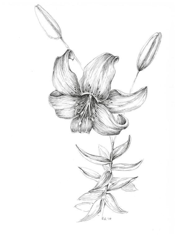 Lily Flower Drawing Amazing