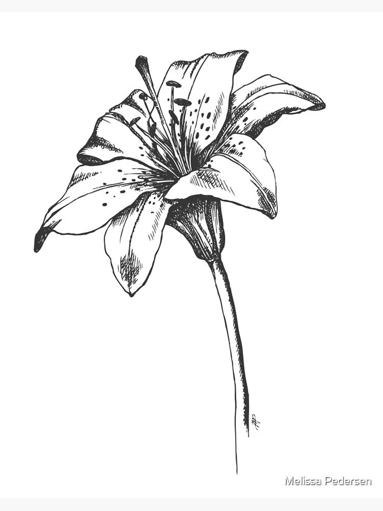 Lily Flower Drawing Art
