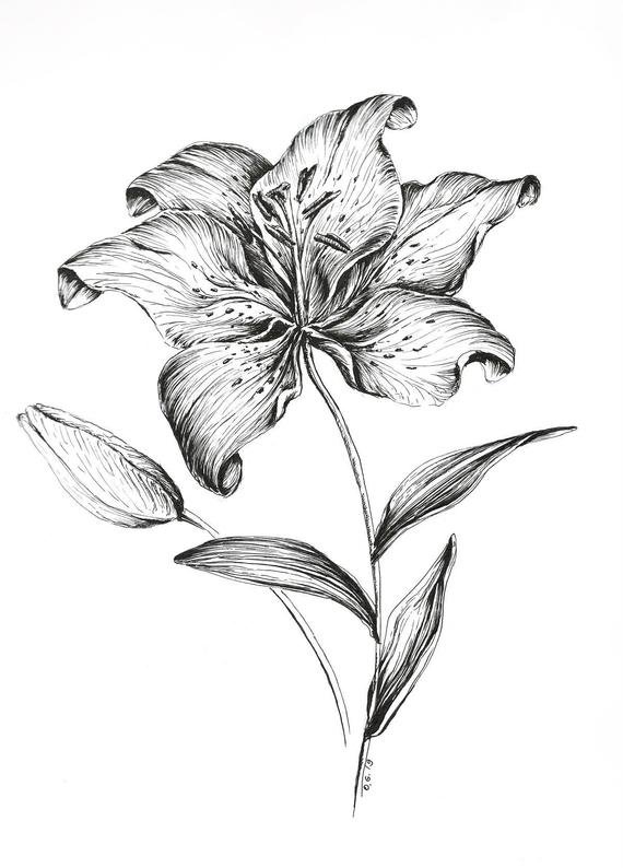 Lily Flower Drawing Best