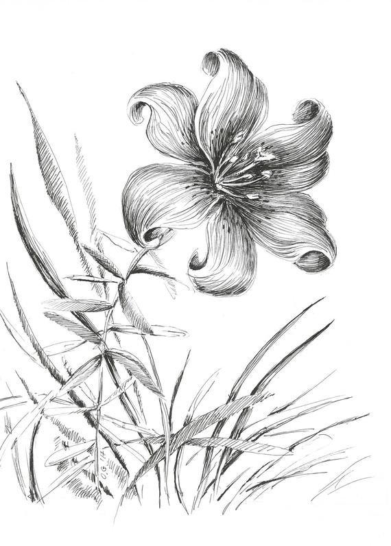Lily Flower Drawing High-Quality