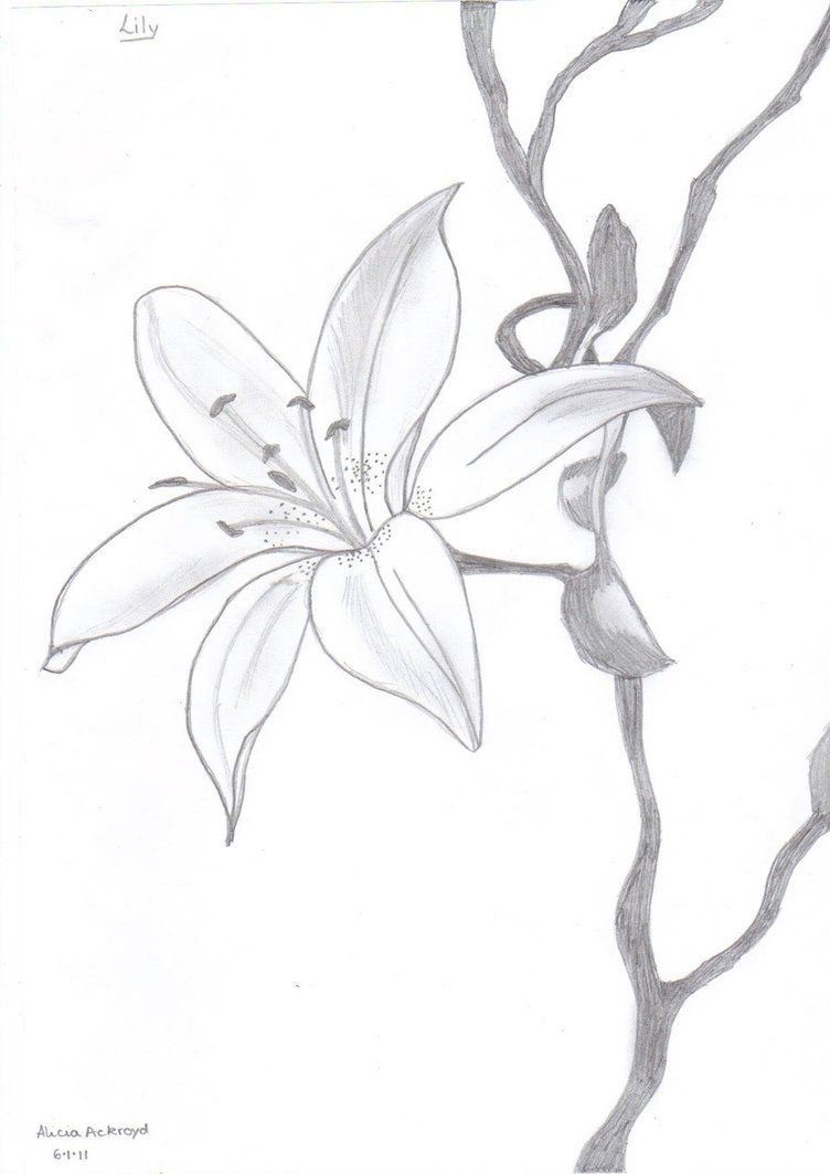 Lily Flower Drawing Image
