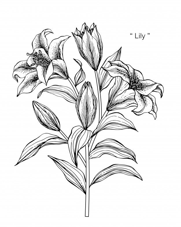 Lily Flower Drawing Images