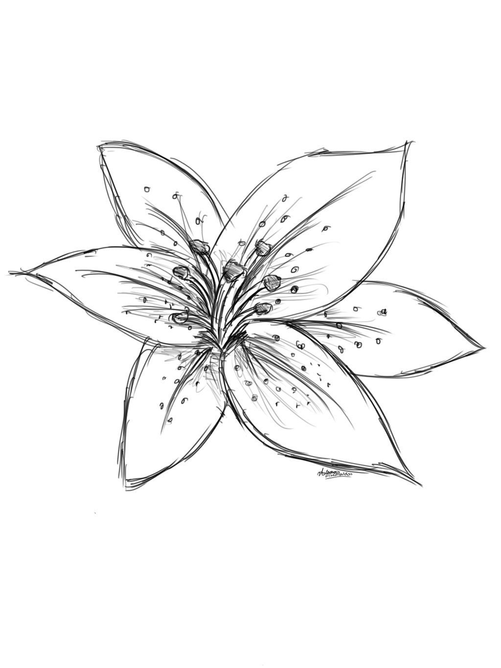 Lily Flower Drawing Photo
