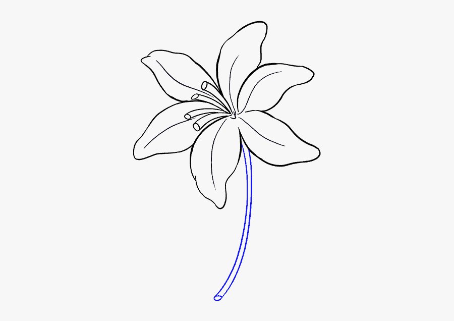 Lily Flower Drawing Pics