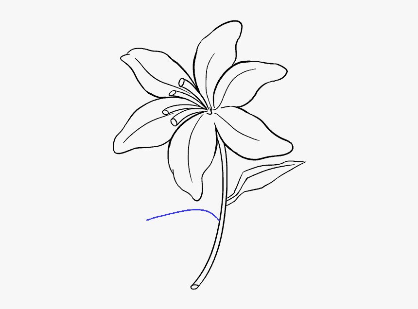 Lily Flower Drawing Picture