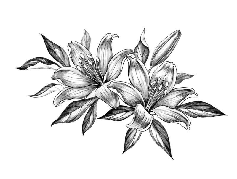 Lily Flower Drawing Realistic
