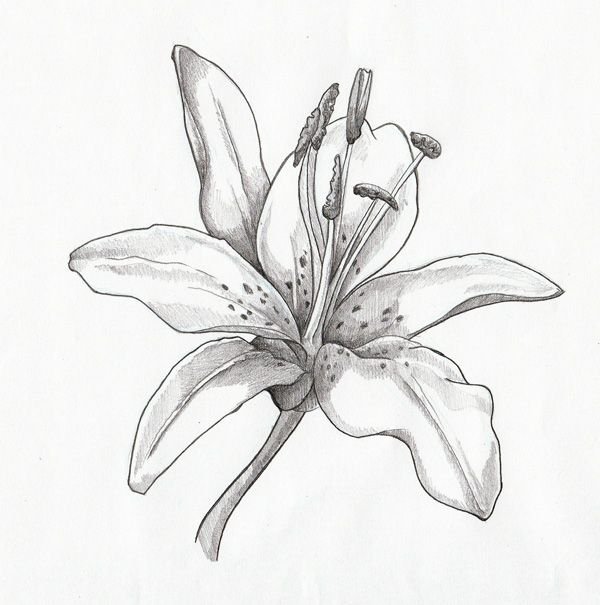 Free Vintage Tiger Lily Flower Lilly Flower Drawing, - Vintage Lily Flower  - Free Transparent PNG Download - PNGkey