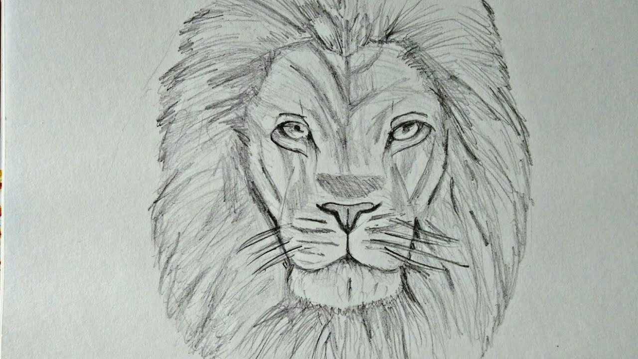Lion Head Drawing Best