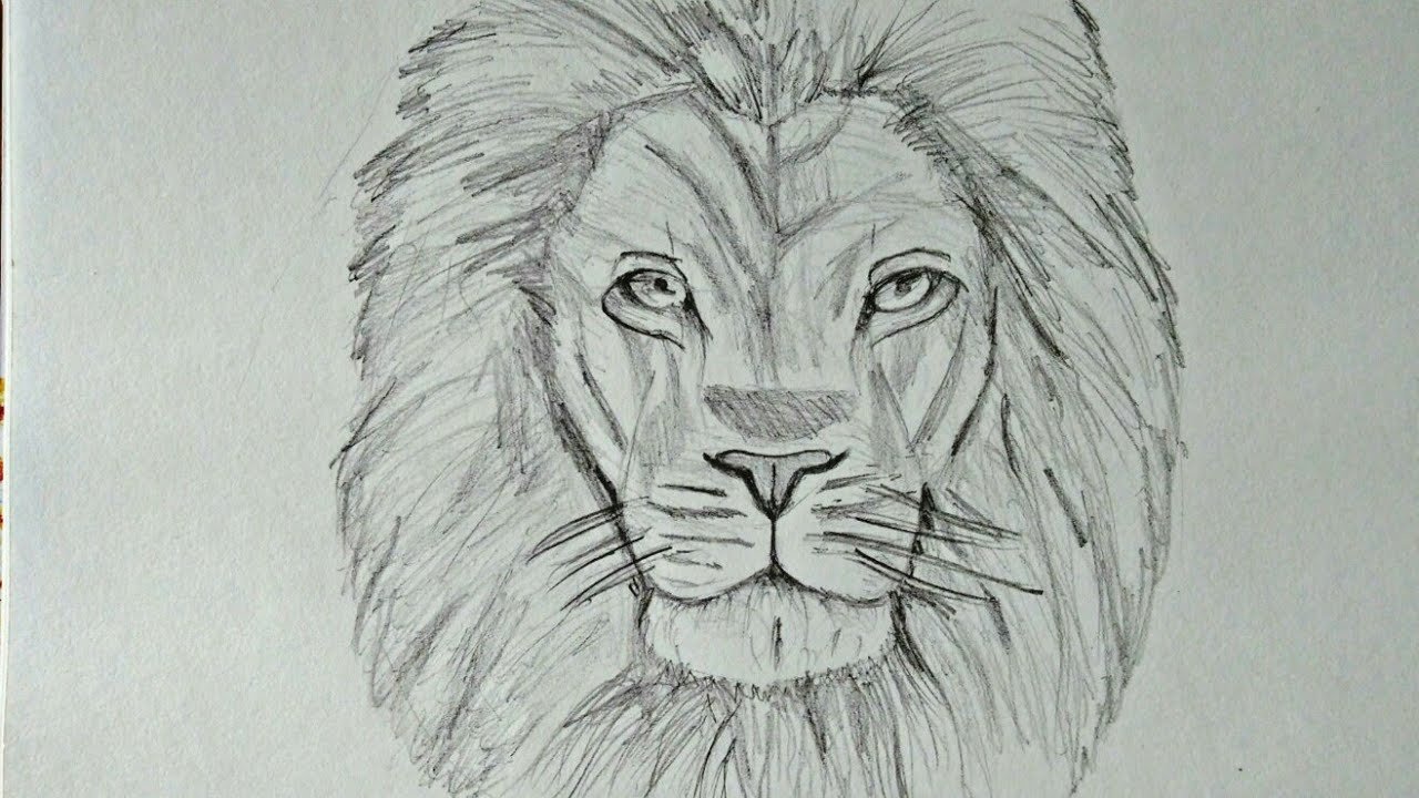 Lion Head Drawing Best - Drawing Skill