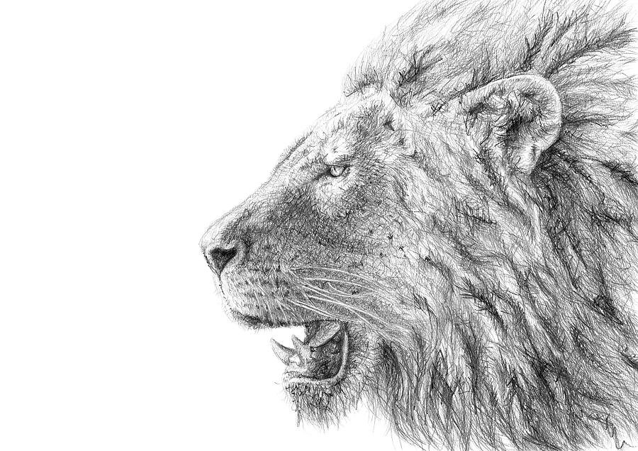 Lion Head Drawing High-Quality