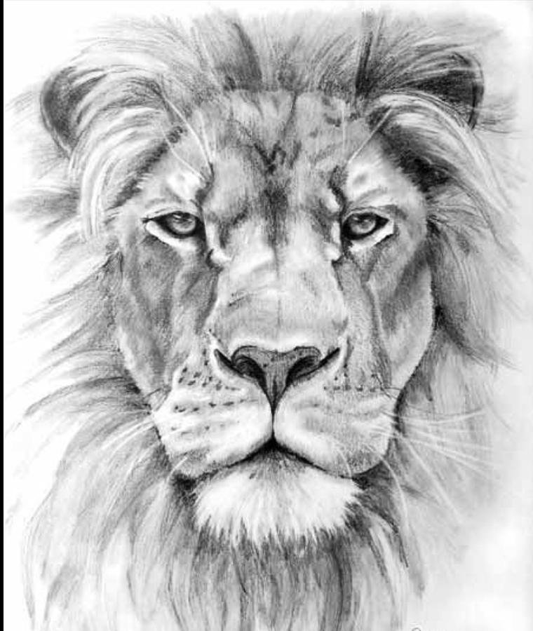 Lion Head Drawing Images
