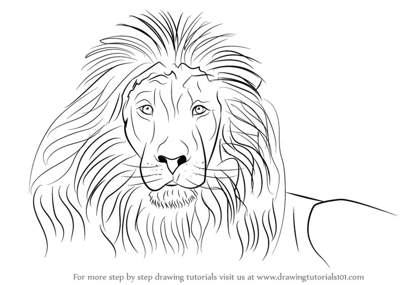 Lion Head Drawing Pic