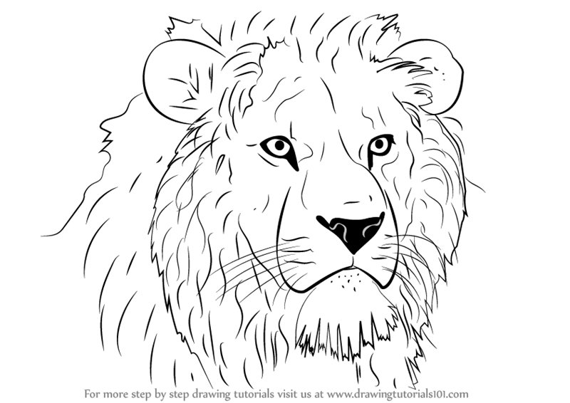 Lion Head Drawing Sketch