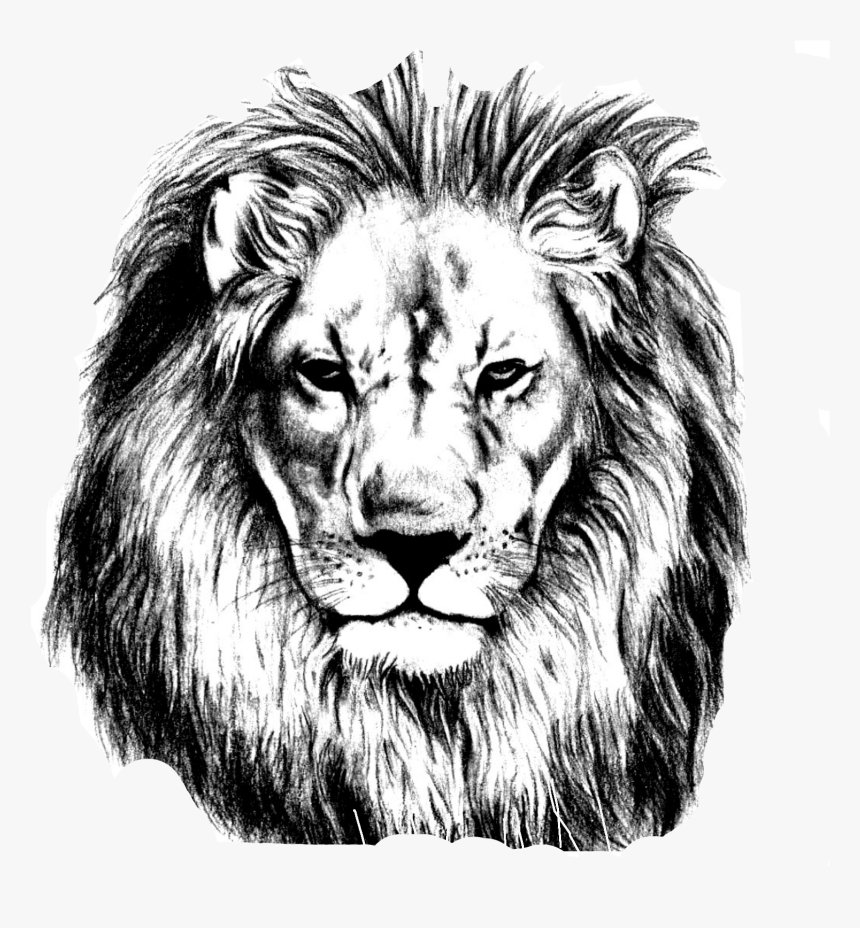 Lion Head Drawing