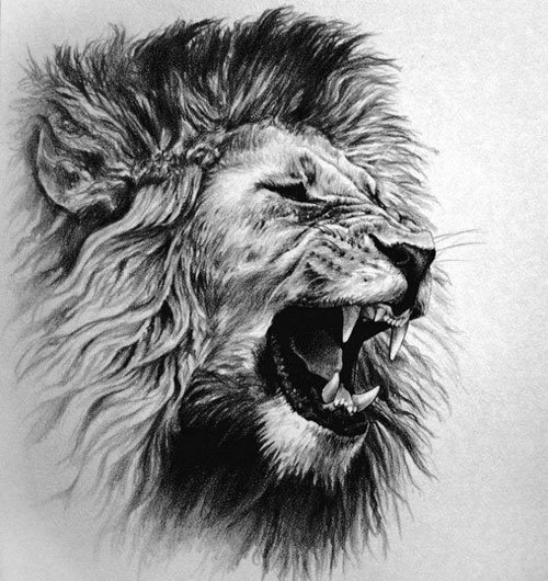 Lion Tattoo Drawing Beautiful Image
