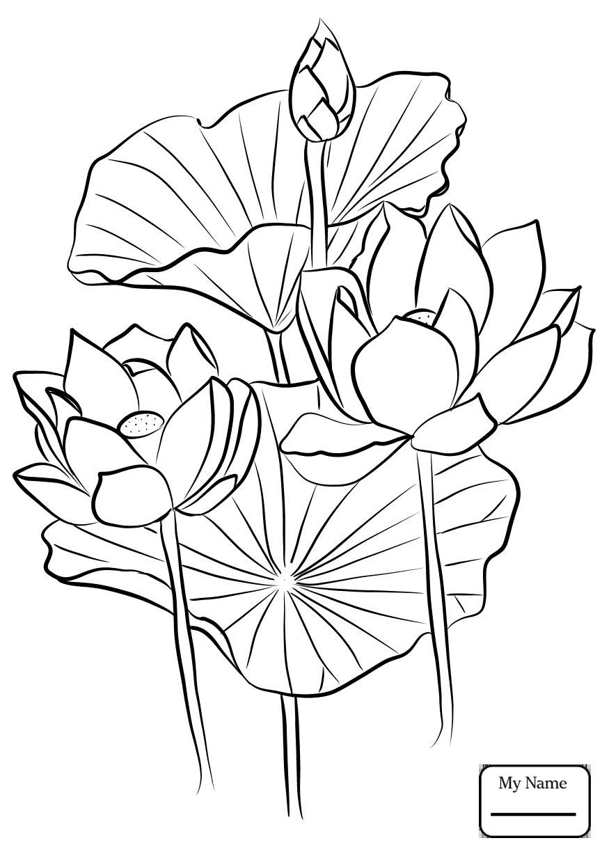 Lotus Flower Drawing Art