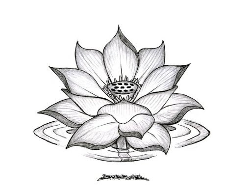 Lotus flower line drawing with colors Royalty Free Vector-saigonsouth.com.vn