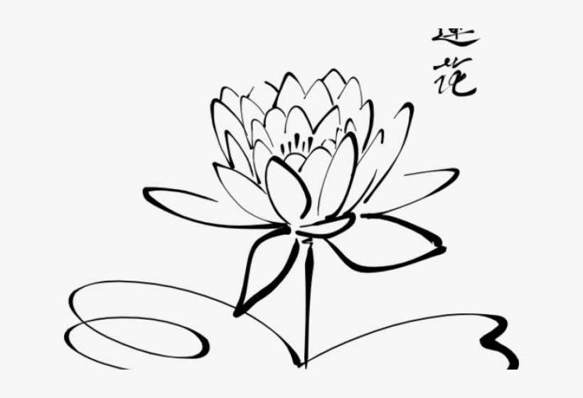 Lotus Flower Drawing Photo