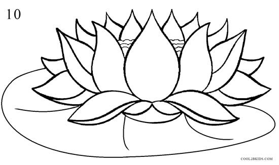 Lotus Flower Drawing Picture