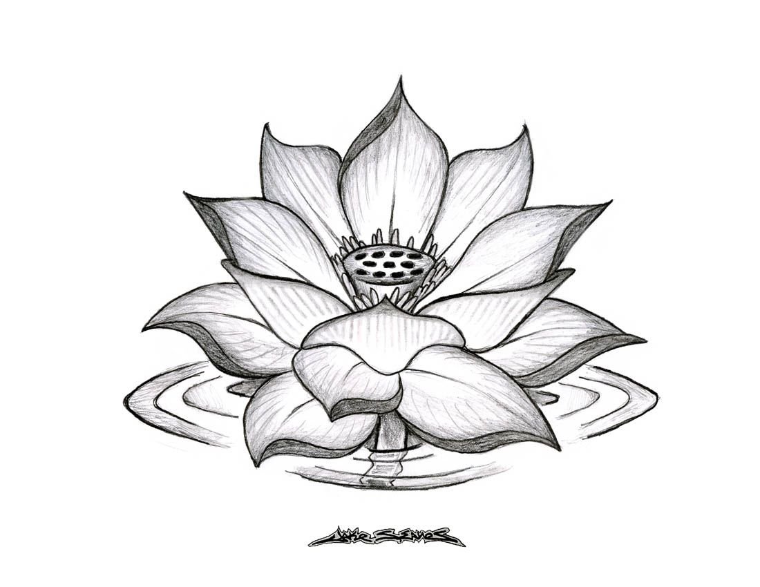 Vector hand drawn lotus flower black line art illustration. Outline floral  drawing for for logo, tattoo, packaging design, compositions. Water Lily  Stock Vector Image & Art - Alamy