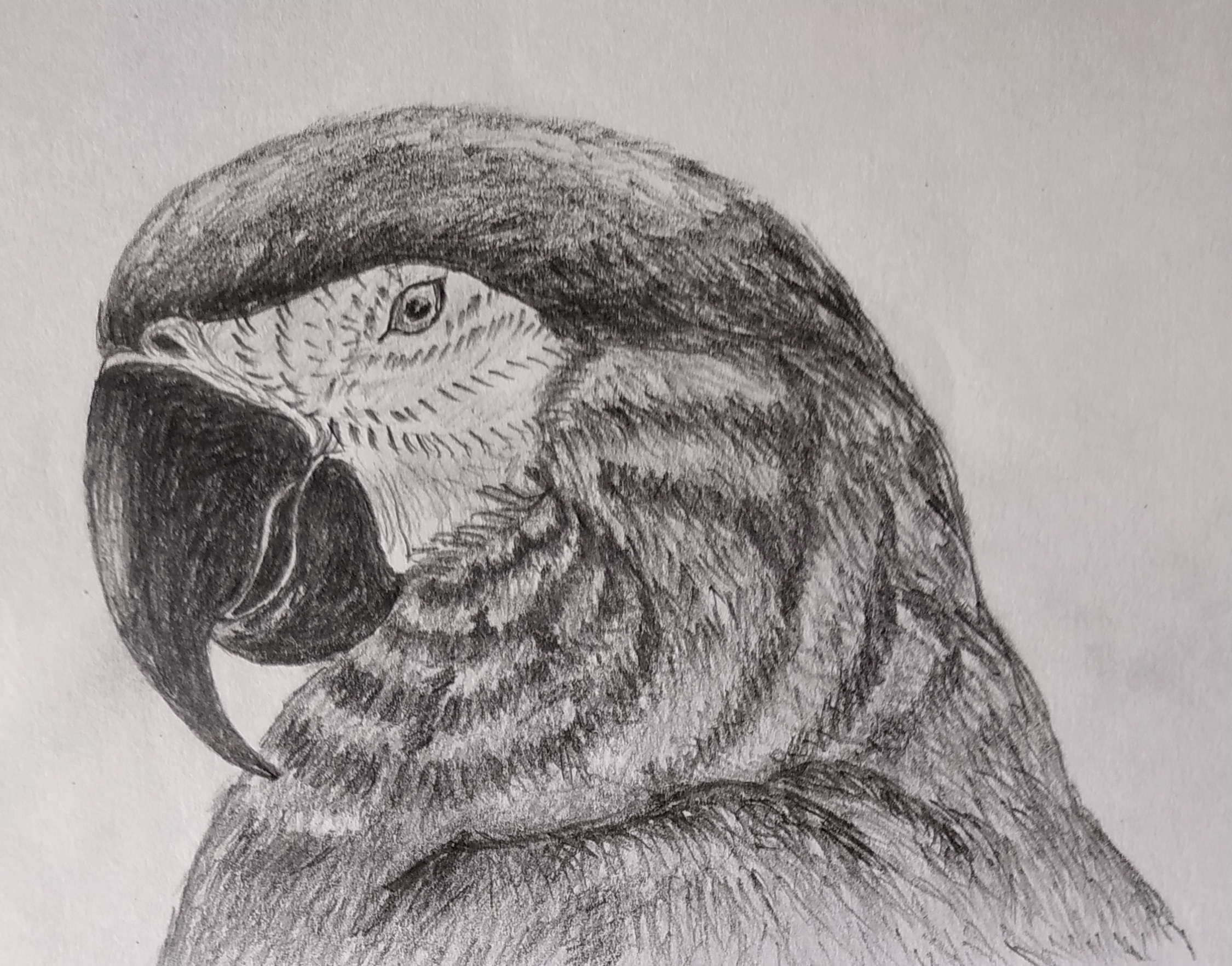 Macaw Head Drawing