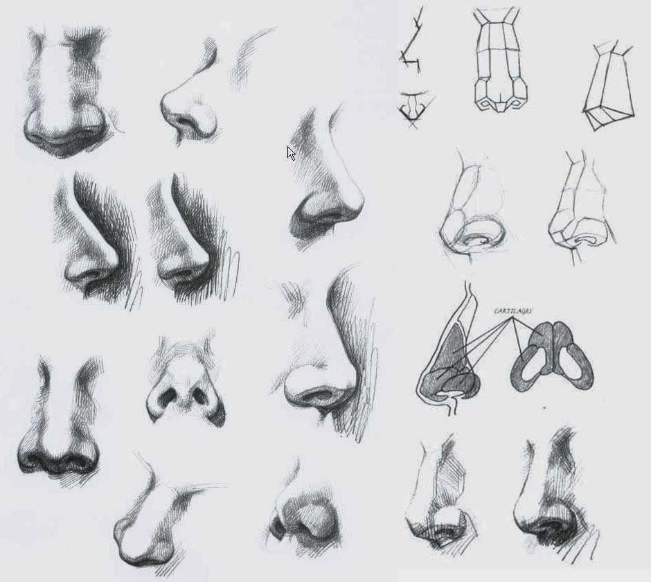Nose Drawing High-Quality