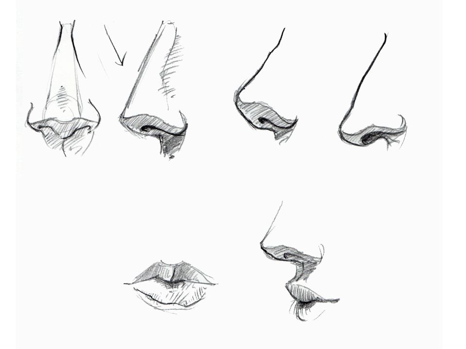 Nose Drawing Photos